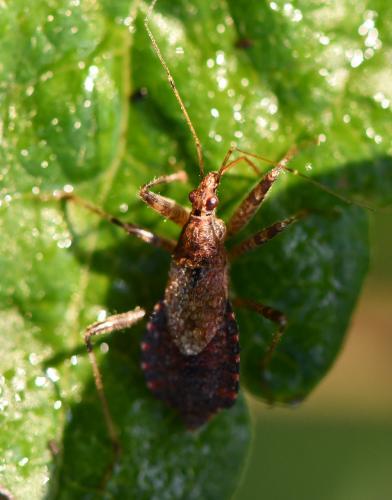 Réf. 267 234 : Himacerus apterus